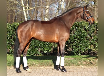 Hanovrien, Hongre, 7 Ans, 173 cm, Bai