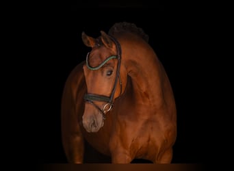 Hanovrien, Hongre, 7 Ans, 173 cm, Bai