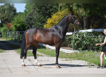 Hanovrien, Hongre, 7 Ans, 174 cm, Bai brun