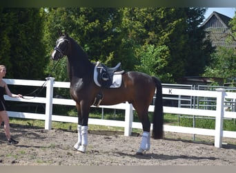 Hanovrien, Hongre, 7 Ans, 174 cm, Bai brun