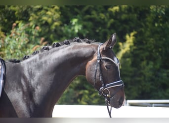 Hanovrien, Hongre, 7 Ans, 174 cm, Bai brun