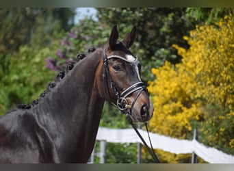 Hanovrien, Hongre, 7 Ans, 174 cm, Bai brun