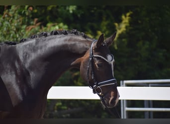 Hanovrien, Hongre, 7 Ans, 174 cm, Bai brun