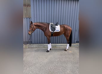 Hanovrien, Hongre, 7 Ans, 174 cm, Bai