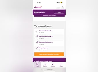 Hanovrien, Hongre, 7 Ans, 174 cm, Bai