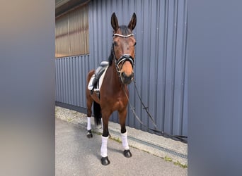 Hanovrien, Hongre, 7 Ans, 174 cm, Bai
