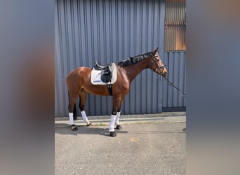 Hanovrien, Hongre, 7 Ans, 174 cm, Bai