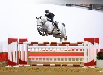 Hanovrien, Hongre, 7 Ans, 174 cm, Gris