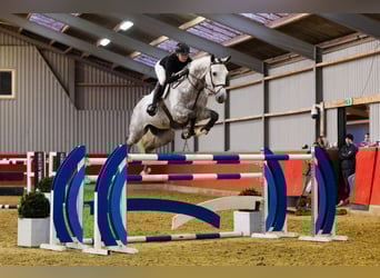 Hanovrien, Hongre, 7 Ans, 174 cm, Gris