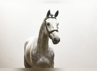 Hanovrien, Hongre, 7 Ans, 174 cm, Gris