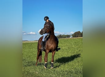 Hanovrien, Hongre, 7 Ans, 175 cm, Alezan brûlé