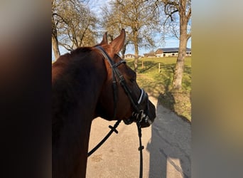 Hanovrien, Hongre, 7 Ans, 175 cm, Alezan brûlé