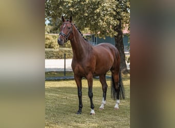 Hanovrien, Hongre, 7 Ans, 175 cm, Bai