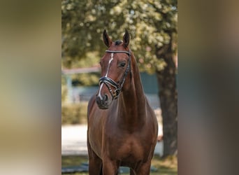 Hanovrien, Hongre, 7 Ans, 175 cm, Bai