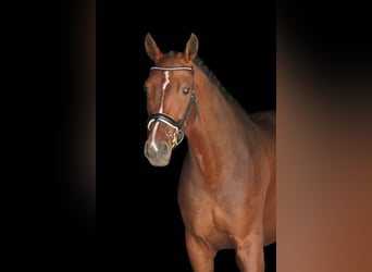 Hanovrien, Hongre, 7 Ans, 175 cm, Bai