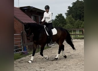Hanovrien, Hongre, 7 Ans, 175 cm, Bai