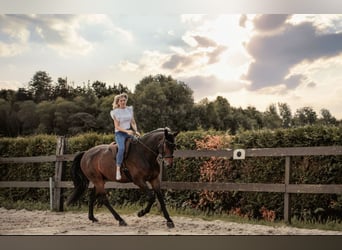 Hanovrien, Hongre, 7 Ans, 175 cm, Bai