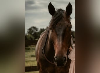 Hanovrien, Hongre, 7 Ans, 175 cm, Bai