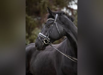 Hanovrien, Hongre, 7 Ans, 175 cm, Noir