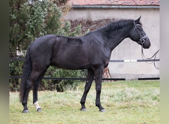 Hanovrien, Hongre, 7 Ans, 175 cm, Noir