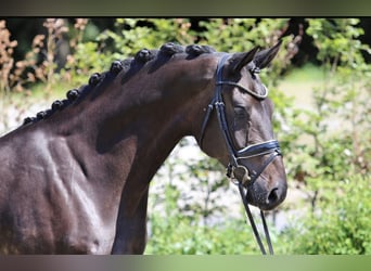 Hanovrien, Hongre, 7 Ans, 178 cm, Bai brun foncé