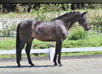 Hanovrien, Hongre, 7 Ans, 178 cm, Bai brun foncé