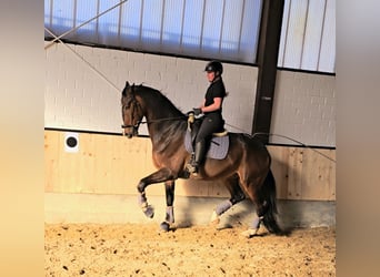 Hanovrien, Hongre, 7 Ans, 179 cm, Bai brun