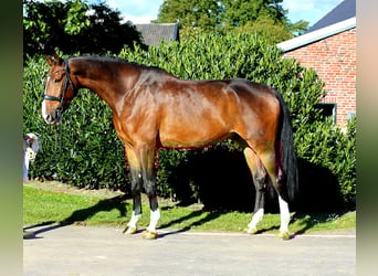 Hanovrien, Hongre, 7 Ans, 179 cm, Bai brun