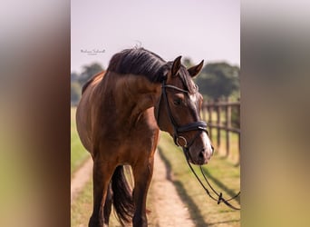 Hanovrien, Hongre, 7 Ans, 180 cm, Bai brun