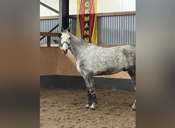 Hanovrien, Hongre, 7 Ans, 182 cm, Gris pommelé