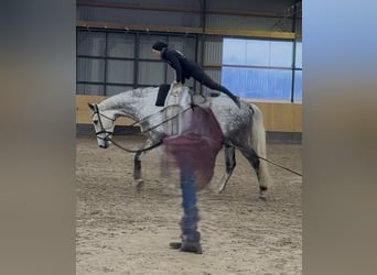 Hanovrien, Hongre, 7 Ans, 182 cm, Gris pommelé