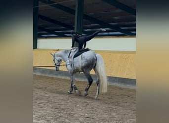 Hanovrien, Hongre, 7 Ans, 182 cm, Gris pommelé