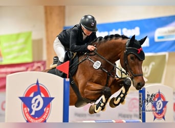 Hanovrien, Hongre, 8 Ans, 163 cm, Bai