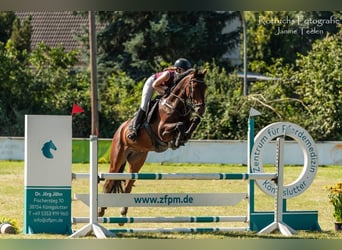 Hanovrien, Hongre, 8 Ans, 163 cm, Bai