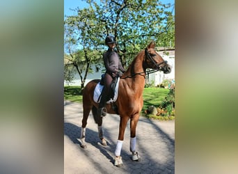 Hanovrien, Hongre, 8 Ans, 164 cm, Alezan