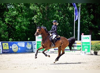 Hanovrien, Hongre, 8 Ans, 166 cm, Bai