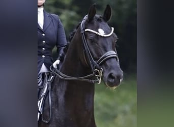 Hanovrien, Hongre, 8 Ans, 166 cm, Noir