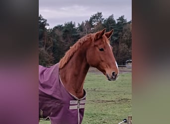 Hanovrien, Hongre, 8 Ans, 167 cm, Alezan