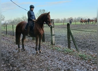 Hanovrien, Hongre, 8 Ans, 167 cm, Alezan