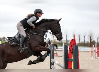 Hanovrien, Hongre, 8 Ans, 167 cm, Noir