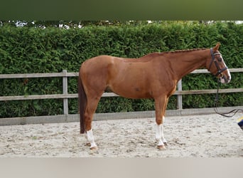 Hanovrien, Hongre, 8 Ans, 168 cm, Alezan