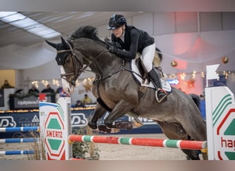 Hanovrien, Hongre, 8 Ans, 168 cm