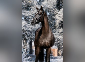 Hanovrien, Hongre, 8 Ans, 168 cm, Noir