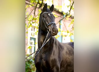 Hanovrien, Hongre, 8 Ans, 168 cm, Noir