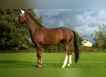 Hanovrien, Hongre, 8 Ans, 170 cm, Alezan brûlé