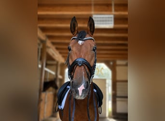 Hanovrien, Hongre, 8 Ans, 170 cm, Bai