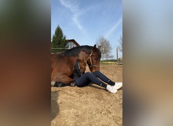 Hanovrien, Hongre, 8 Ans, 170 cm, Bai