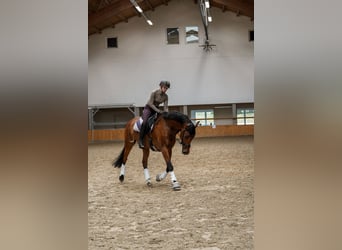 Hanovrien, Hongre, 8 Ans, 170 cm, Bai