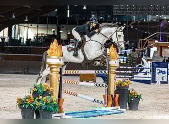 Hanovrien, Hongre, 8 Ans, 170 cm, Gris