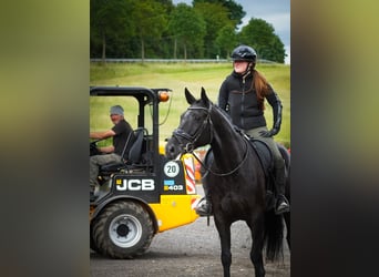 Hanovrien, Hongre, 8 Ans, 170 cm, Noir